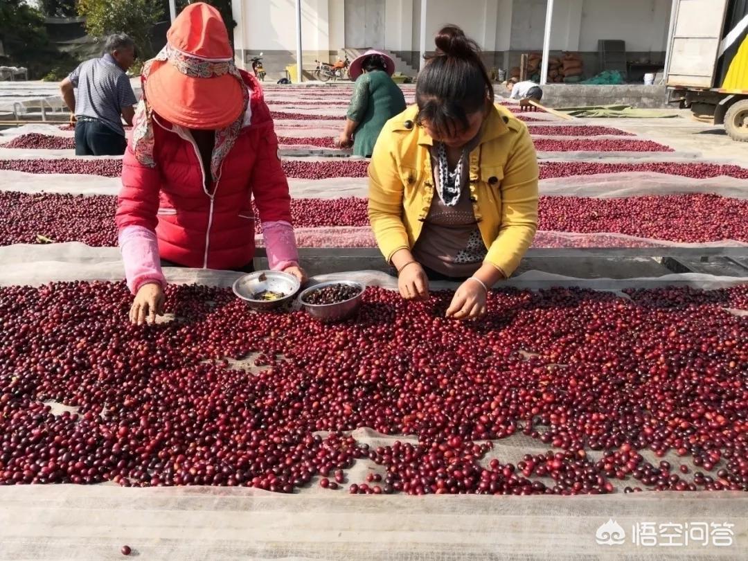 普洱咖啡能像普洱茶一样火遍全国吗？