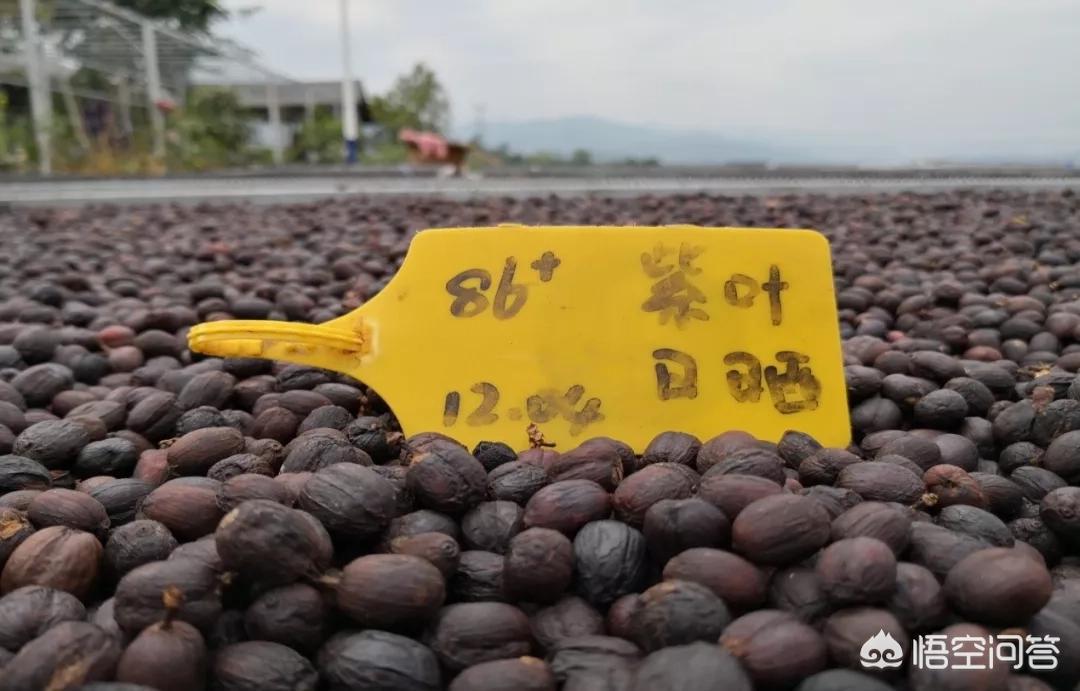 普洱咖啡能像普洱茶一样火遍全国吗？