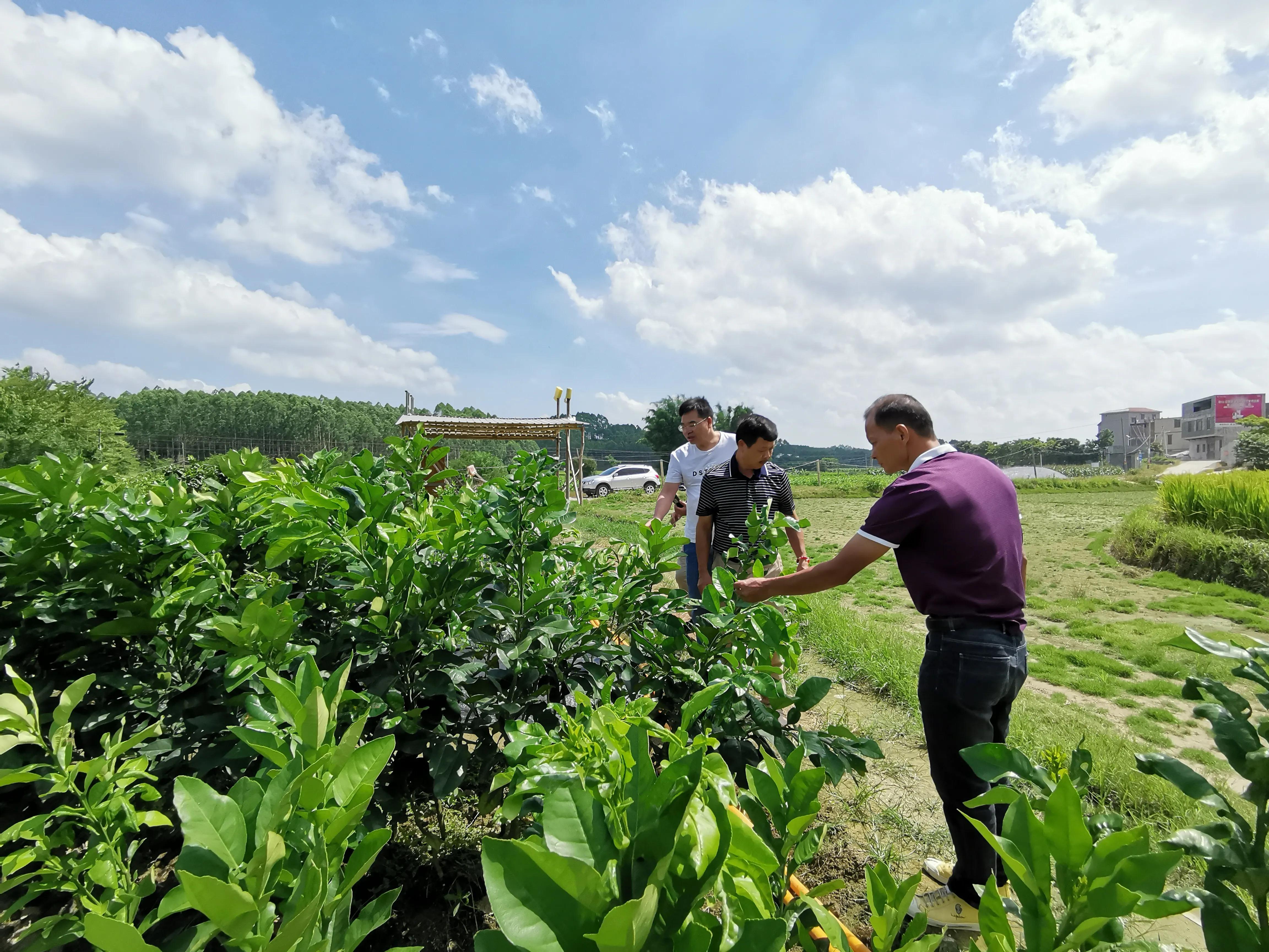 回到农村山沟沟里，怎么把那些荒地，和那大片大片的林地变成钱？