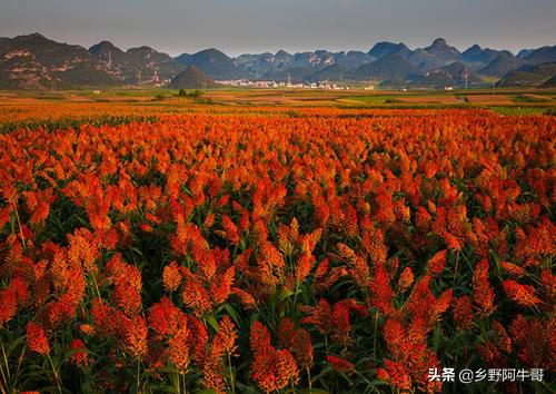 贫困的山村，如何做好农产品上行？