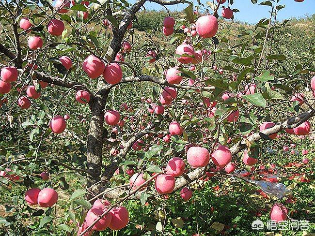 甘肃庆阳苹果和山东烟台苹果哪个更好？