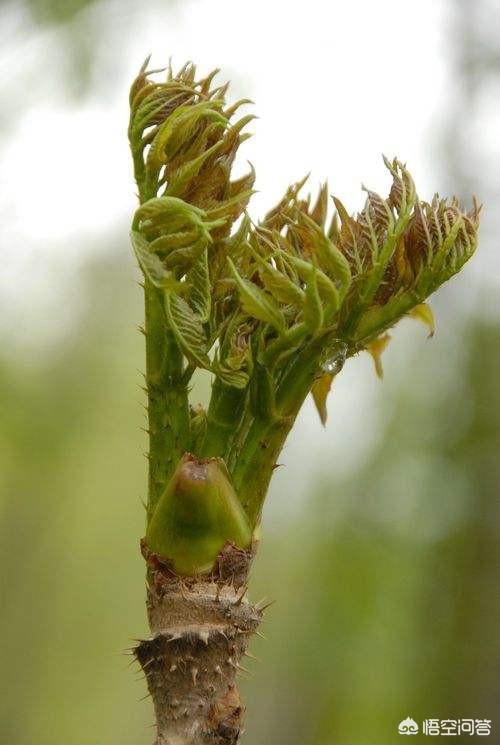 吉林省的特色山野菜和河鲜，你最爱哪个？