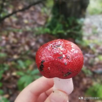 我想做点小生意，卖点野生红蘑，给点建议，最好从哪几个方面销售？