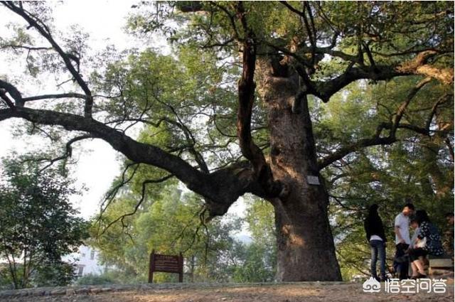 2天从芜湖到徽州阳产怎么玩？