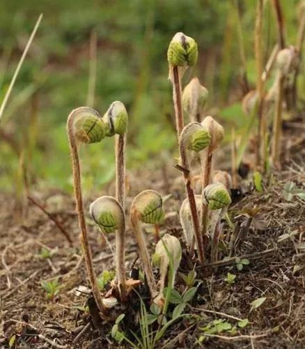 吉林省的特色山野菜和河鲜，你最爱哪个？