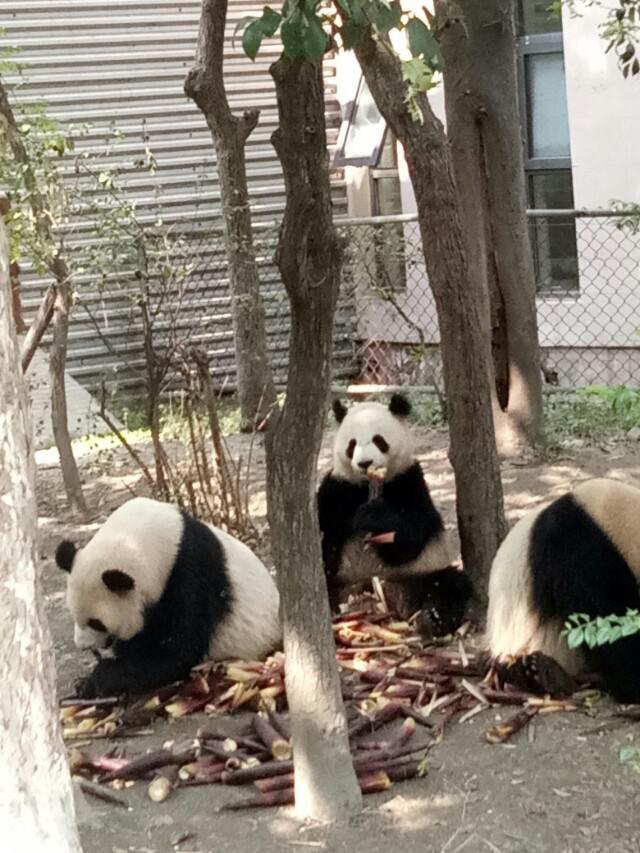 去了成都除了吃火锅，还能吃什么特色小吃？