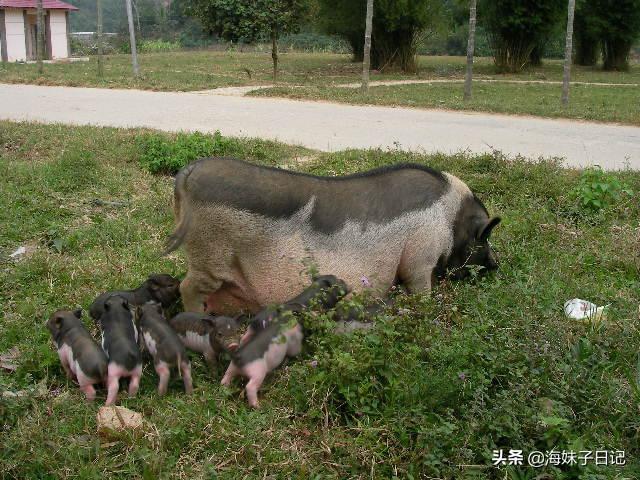 海南三亚的五脚猪为什么那么好吃？