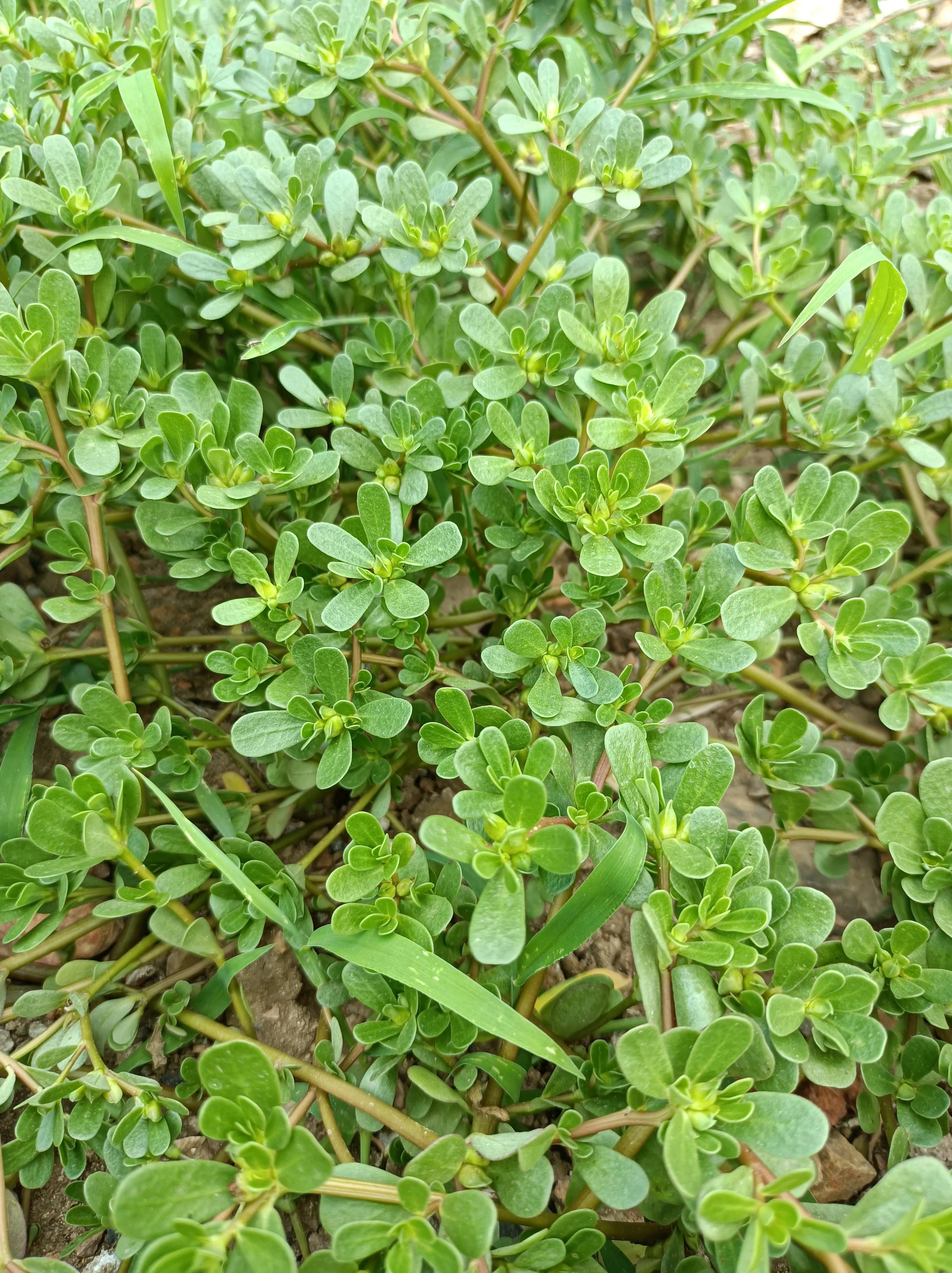 河南有个村天天吃土，传说竟是愚公后人，这是真的吗？