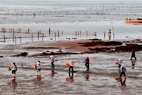 “梅花”过境青岛后海滩现大量海鲜，渔民可以随意捡取吗？