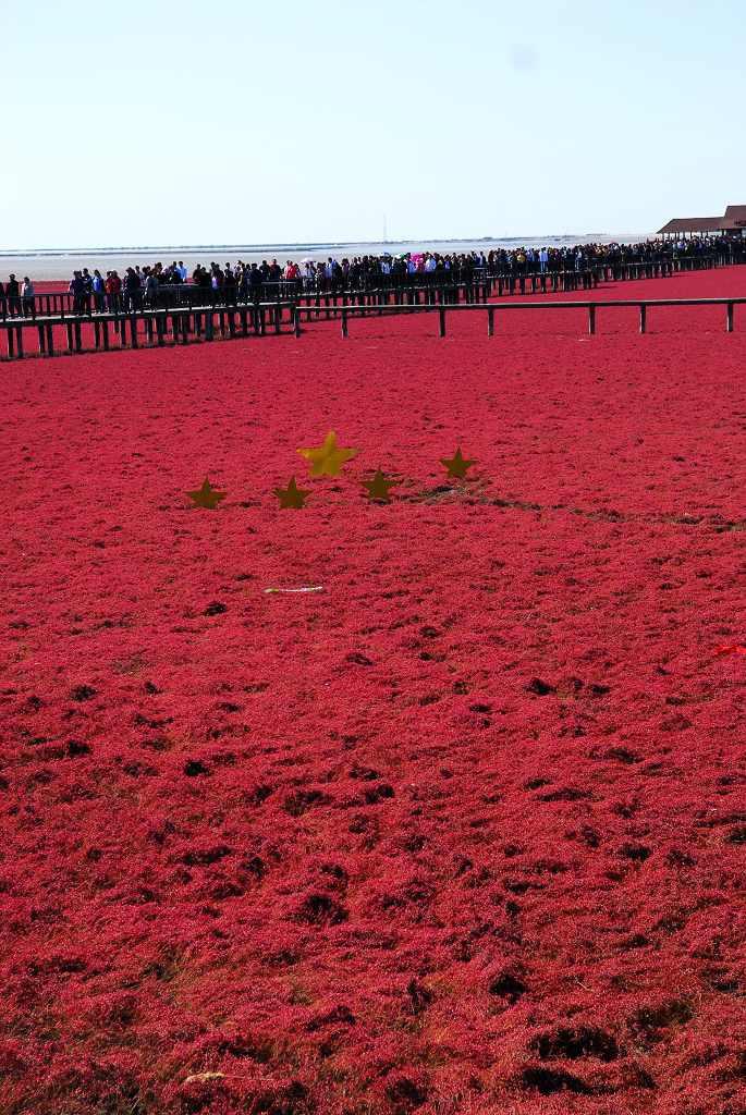 青岛出现100公里红海滩,这是什么原因造成的?