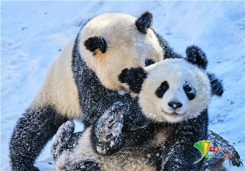 柏林动物园大熊猫雪地里开心撒欢,大熊猫在国外受欢迎到什么程度?