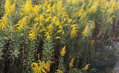 加拿大一枝黄花变湖羊美食,一枝黄花是否有变异的可能?