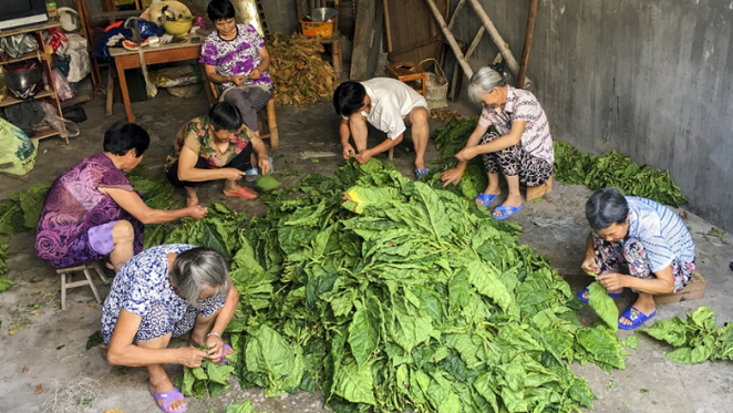 烟草是嵊州的旅游产品吗?为什么这些年越来越少了?