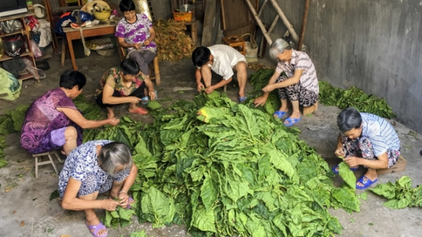 烟草是嵊州的旅游产品吗？为什么这些年越来越少了？