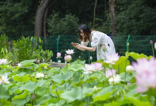 南京中山植物园荷花在春天里悄然绽放,你对这种花了解多少?