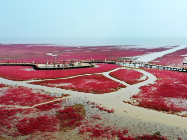 盘锦金帛滩旅游全攻略