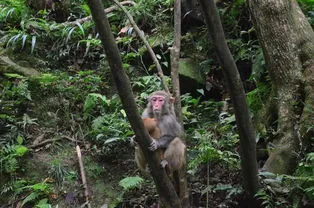 湖南张家界猴子咬烂游客兜里牛奶猛喝，游客是什么反应？