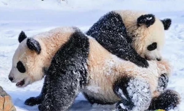 柏林动物园大熊猫雪地里开心撒欢，大熊猫在国外受欢迎到什么程度？