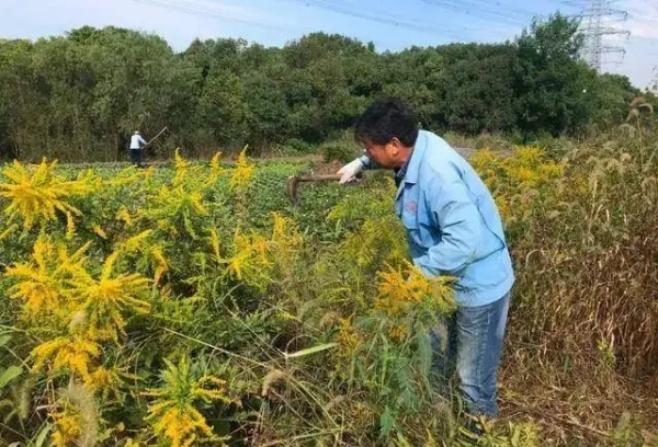 加拿大一枝黄花变湖羊美食，一枝黄花是否有变异的可能？