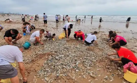 山东烟台大量海肠涌现海滩,有人一晚捞到上千斤,能占为己有吗?