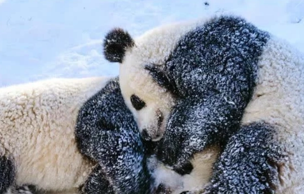 柏林动物园大熊猫雪地里开心撒欢，大熊猫在国外受欢迎到什么程度？