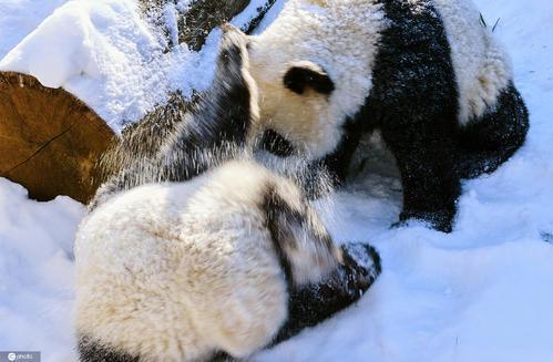 柏林动物园大熊猫雪地里开心撒欢,大熊猫在国外受欢迎到什么程度?