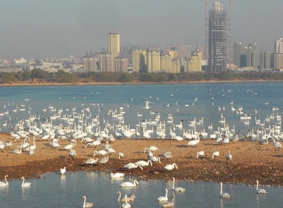 三门峡市天鹅湖城市湿地公园的景区荣誉