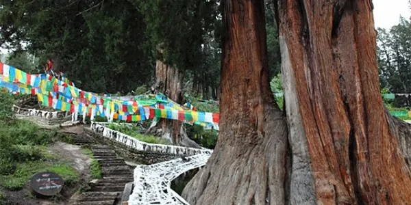 林芝的动植物资源和旅游资源是怎样的？