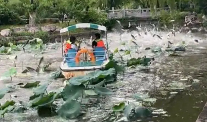 大明湖雨后群鱼跃出水面,多条鱼跳上游船,这一场景预示着什么?