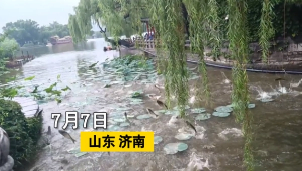 大明湖雨后群鱼跃出水面，多条鱼跳上游船，这一场景预示着什么？