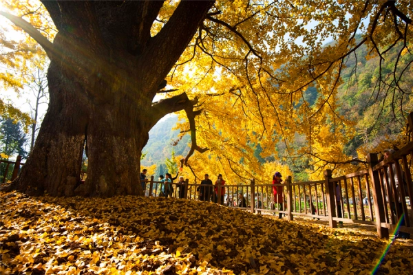 古刹悠悠美在银杏，有1400年历史的观音禅寺银杏树，流传着怎样的故事？