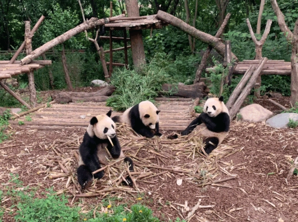 四川春季旅行攻略，一般都推荐去哪儿玩？