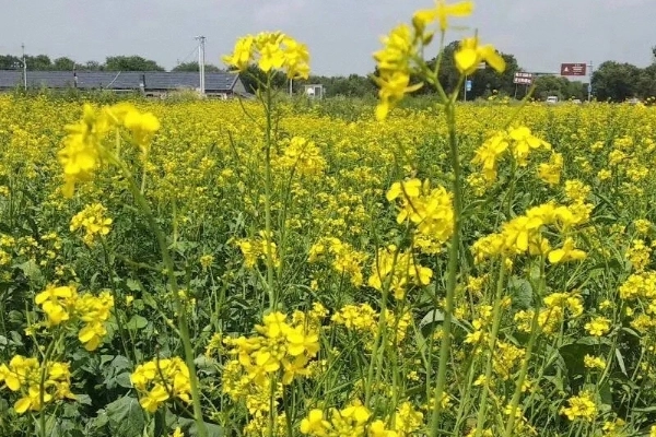 从北京自驾去草原天路，然后去乌兰布统好还是太仆寺旗好？