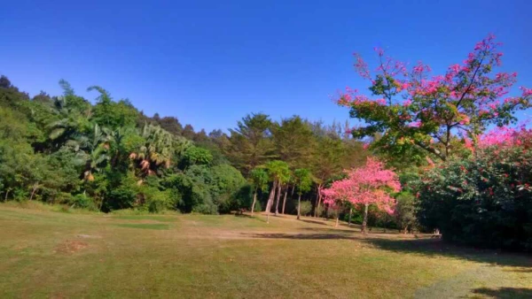 深圳笔架山公园的植被