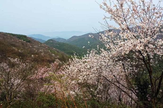 南京银杏湖樱花开了,这里樱花的最佳观赏期是什么时候?