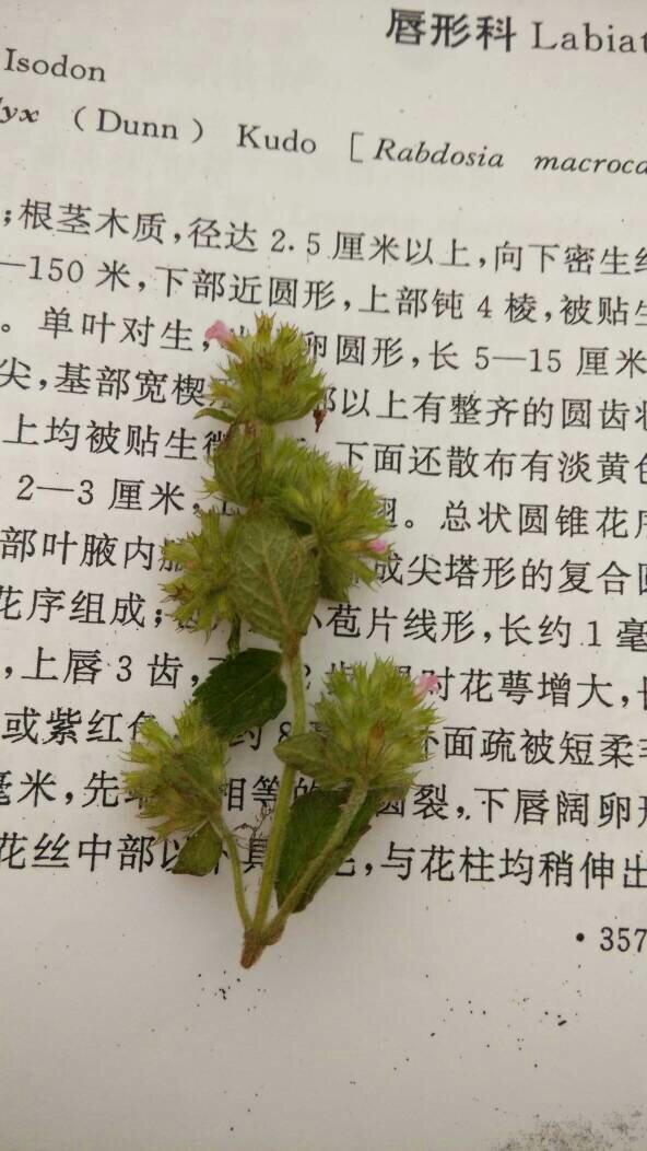 这个植物是菊科的什么属什么种?在黄山九龙瀑,海拔300-400米左右,生长在...