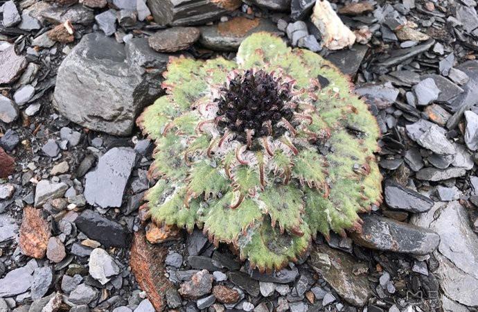 青海岗什卡雪峰上,生长在碎岩石堆中的这种植物叫什么名字啊?求指教