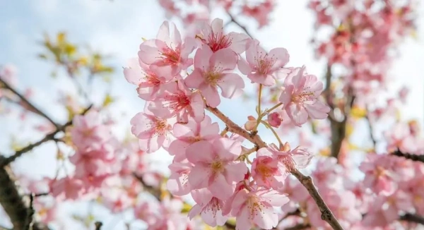 南京银杏湖樱花开了，这里樱花的最佳观赏期是什么时候？