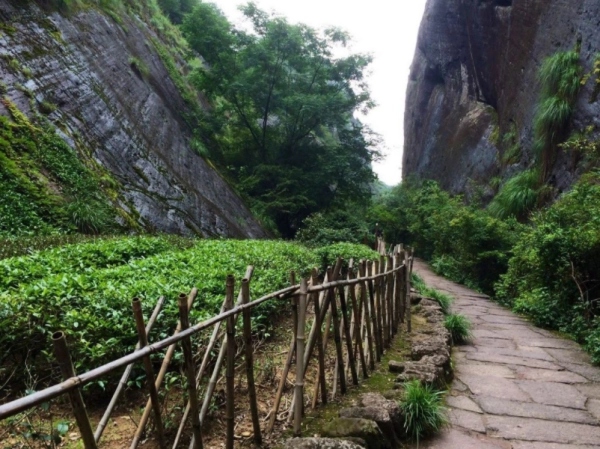 武夷山必去的景点有哪些