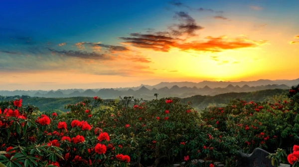 贵州毕节迎来百里杜鹃花海！你对这种花了解多少？