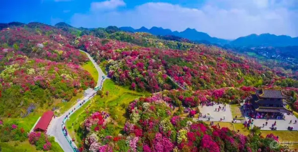 贵州毕节迎来百里杜鹃花海！你对这种花了解多少？