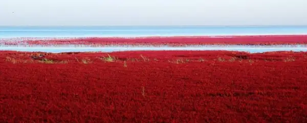 红海滩为什么是红色的