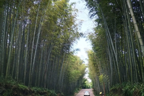 蜀南竹海必去七个景点